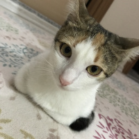 Tekir Kedi, Kedi  Meli fotoğrafı