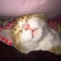 Tekir Kedi, Kedi  Minnoş fotoğrafı