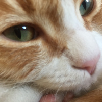 Tekir Kedi, Kedi  Minnoş fotoğrafı