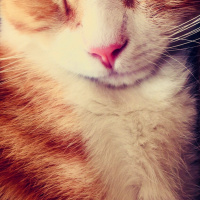 Tekir Kedi, Kedi  Minnoş fotoğrafı