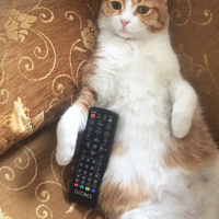 Tekir Kedi, Kedi  Minnoş fotoğrafı