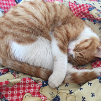 Tekir Kedi, Kedi  Minnoş fotoğrafı