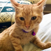 Sarman, Kedi  Leo fotoğrafı