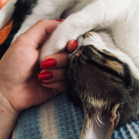Tekir Kedi, Kedi  Şila fotoğrafı