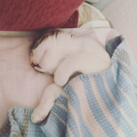 Tekir Kedi, Kedi  Şila fotoğrafı