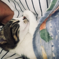 Tekir Kedi, Kedi  Şila fotoğrafı