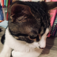 Tekir Kedi, Kedi  Şila fotoğrafı