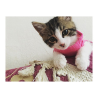 Tekir Kedi, Kedi  Şila fotoğrafı