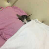 Tekir Kedi, Kedi  Şila fotoğrafı