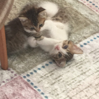 Sarman, Kedi  İsmi belli değildir fotoğrafı