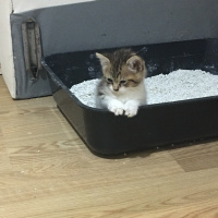 Sarman, Kedi  İsmi belli değildir fotoğrafı