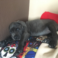 Cane Corso Italiano, Köpek  Alex fotoğrafı