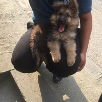 Alman Çoban Köpeği, Köpek  Fındık fotoğrafı