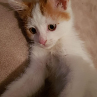 Tekir Kedi, Kedi  Garfi fotoğrafı