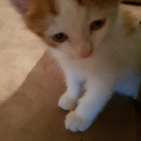 Tekir Kedi, Kedi  Garfi fotoğrafı