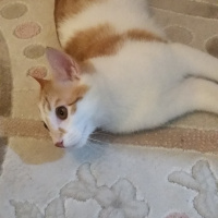 Tekir Kedi, Kedi  pamuk fotoğrafı