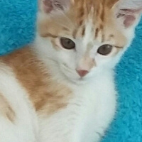 Tekir Kedi, Kedi  pamuk fotoğrafı