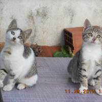 Tekir Kedi, Kedi  müezza fotoğrafı