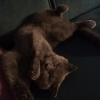 Scottish Fold, Kedi  Eyşan fotoğrafı
