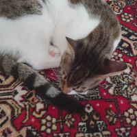 Tekir Kedi, Kedi  Prenses fotoğrafı