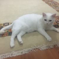 Ankara Kedisi, Kedi  Borges fotoğrafı