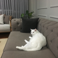 Ankara Kedisi, Kedi  Borges fotoğrafı