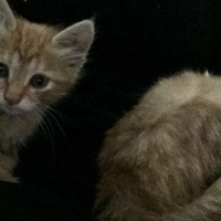 Tekir Kedi, Kedi  Minnoş ve minik fotoğrafı