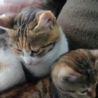 Tekir Kedi, Kedi  Boncuk fotoğrafı