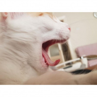 Van Kedisi, Kedi  Badem fotoğrafı
