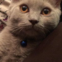 British Shorthair, Kedi  Şuşu fotoğrafı
