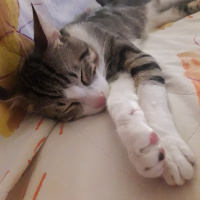 Tekir Kedi, Kedi  Leo fotoğrafı