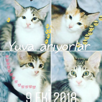 Bombay, Kedi  Yuva fotoğrafı
