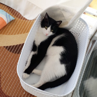 Tuxedo (Smokin) Kedi, Kedi  Minik fotoğrafı