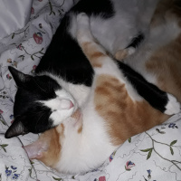 Tuxedo (Smokin) Kedi, Kedi  Minik fotoğrafı