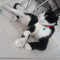 Tuxedo (Smokin) Kedi, Kedi  Minik fotoğrafı