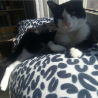 Tuxedo (Smokin) Kedi, Kedi  Minik fotoğrafı