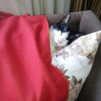 Tuxedo (Smokin) Kedi, Kedi  Minik fotoğrafı