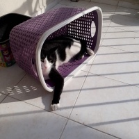 Tuxedo (Smokin) Kedi, Kedi  Minik fotoğrafı