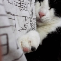 Tuxedo (Smokin) Kedi, Kedi  Minik fotoğrafı