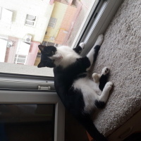 Tuxedo (Smokin) Kedi, Kedi  Minik fotoğrafı