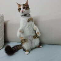 Tekir Kedi, Kedi  Badem fotoğrafı