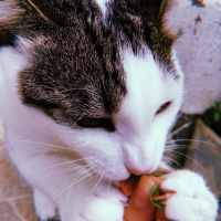 Tekir Kedi, Kedi  Boncuk fotoğrafı