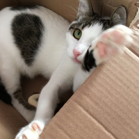 Tekir Kedi, Kedi  Boncuk fotoğrafı