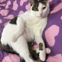 Tekir Kedi, Kedi  Boncuk fotoğrafı