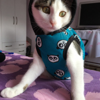 Tekir Kedi, Kedi  Boncuk fotoğrafı