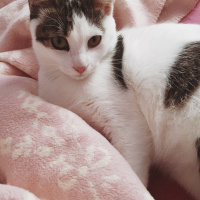 Tekir Kedi, Kedi  Boncuk fotoğrafı