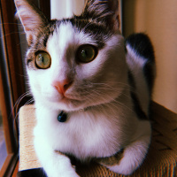 Tekir Kedi, Kedi  Boncuk fotoğrafı