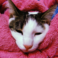 Tekir Kedi, Kedi  Boncuk fotoğrafı