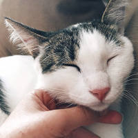 Tekir Kedi, Kedi  Boncuk fotoğrafı