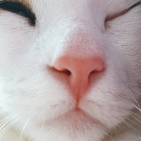 Tekir Kedi, Kedi  Boncuk fotoğrafı